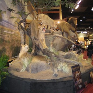 Taxidermy at Safari Club International Convention