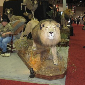 Taxidermy at Safari Club International Convention