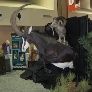 Taxidermy at Safari Club International Convention