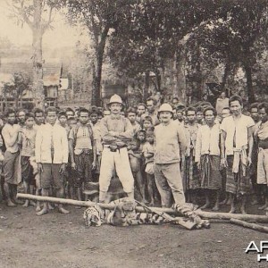 Tiger Cambodge