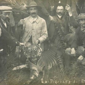 Tiger shot in France