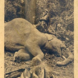 Hunting Elephant