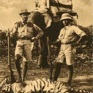 Hunting Tiger