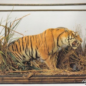 Taxidermy Tiger