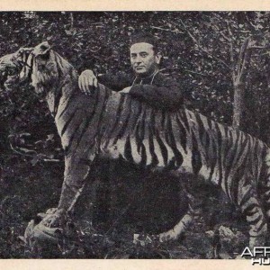 Taxidermy Tiger