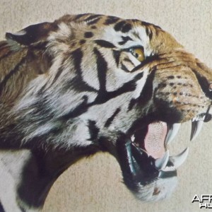 Taxidermy Tiger