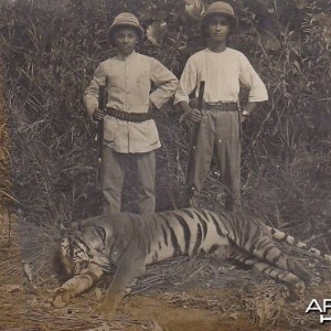 Hunting Tiger