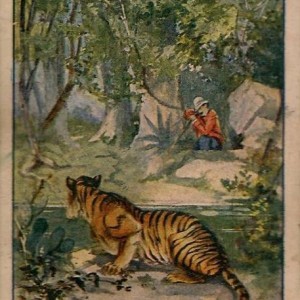 Hunting Tiger