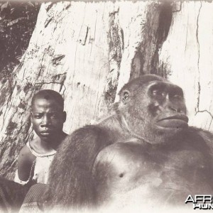 Gorilla Congo