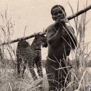 Hunting Leopard