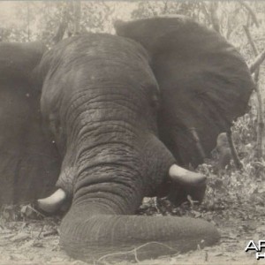 Hunting Elephant