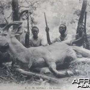 Hunting Kudu