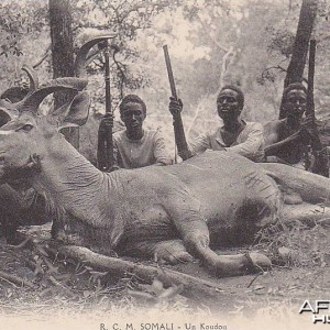 Hunting Kudu