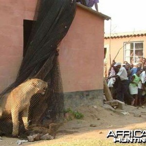 Lioness in net