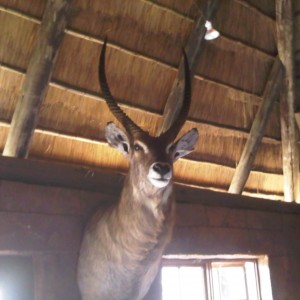 Waterbuck