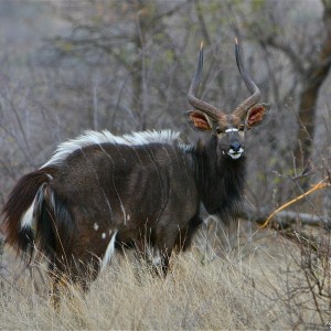 Nyala