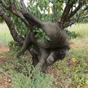 Chacma Baboon Namibia