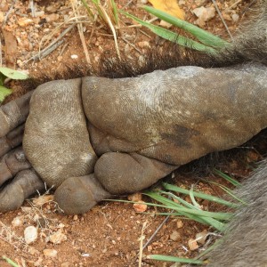 Chacma Baboon Foot Namibia