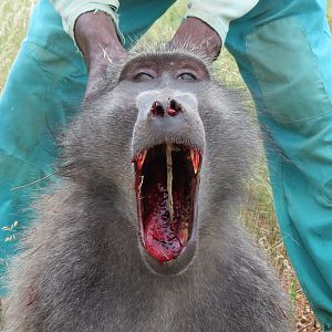 Chacma Baboon Namibia