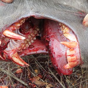 Chacma Baboon Namibia