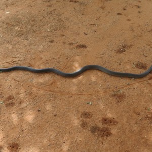 Black Mamba Namibia