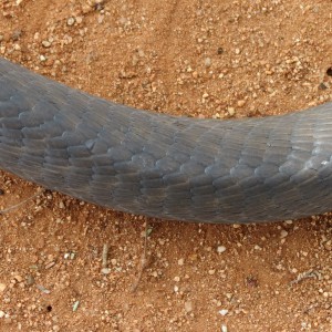 Black Mamba Skin Namibia