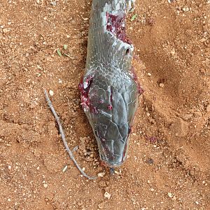 Black Mamba Namibia