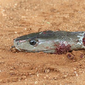 Black Mamba Namibia