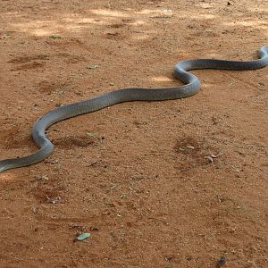 Black Mamba Namibia