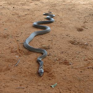 Black Mamba Namibia