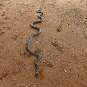 Black Mamba Namibia