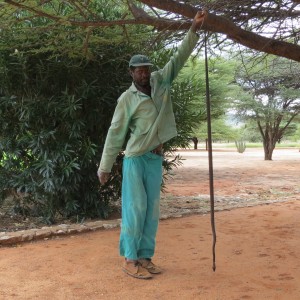 Black Mamba Namibia