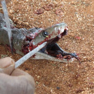 Black Mamba Namibia