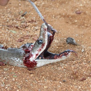 Black Mamba Namibia