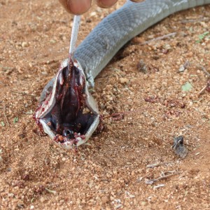 Black Mamba Namibia