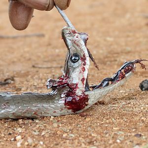 Black Mamba Namibia