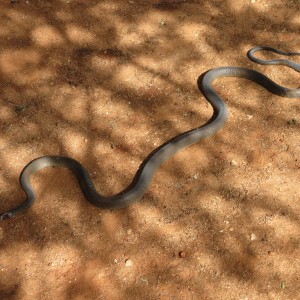 Black Mamba Namibia