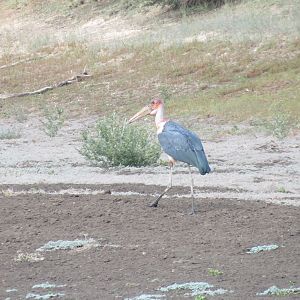 Marabou Namibia