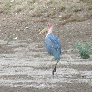 Marabou Namibia