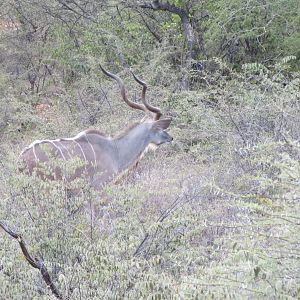 Greater Kudu Namibia