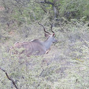 Greater Kudu Namibia