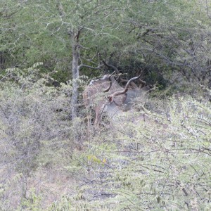 Greater Kudu Namibia