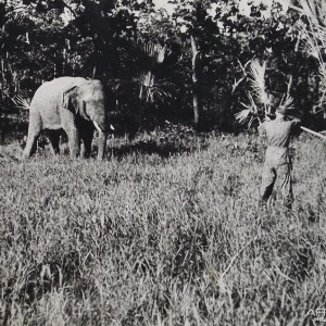 Hunting Elephant