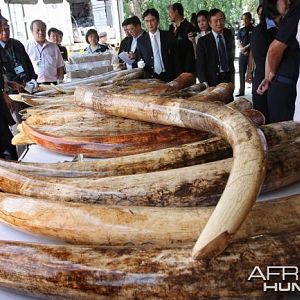 Ivory Trade