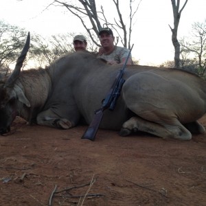 Old Livingstone Eland Bull from Zimbabwe