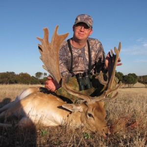 Fallow Deer