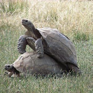 Tortoise Tango