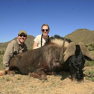 Black Wildebeest