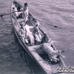 Tiger Shoot on River Chambal - 1952