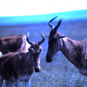 Hartebeest